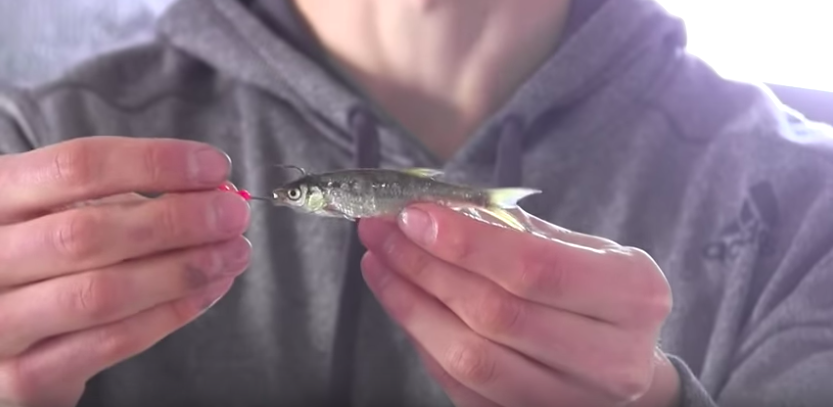Cast Jigging for walleye with minnows​