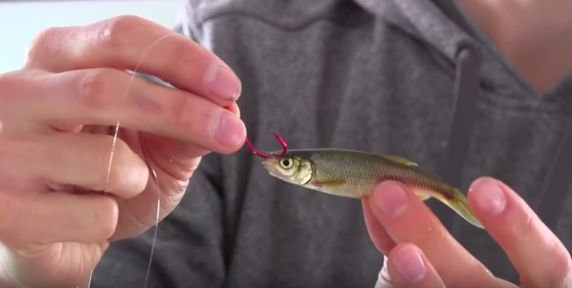 how to hook a minnow for walleye​