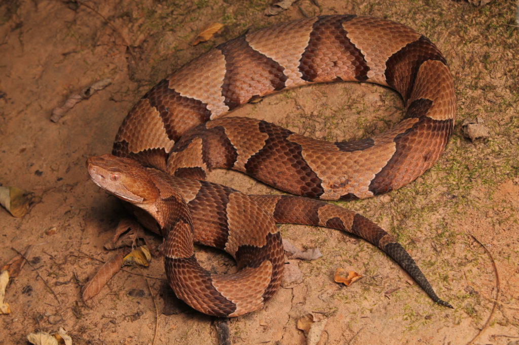 how to identify a copperhead snake