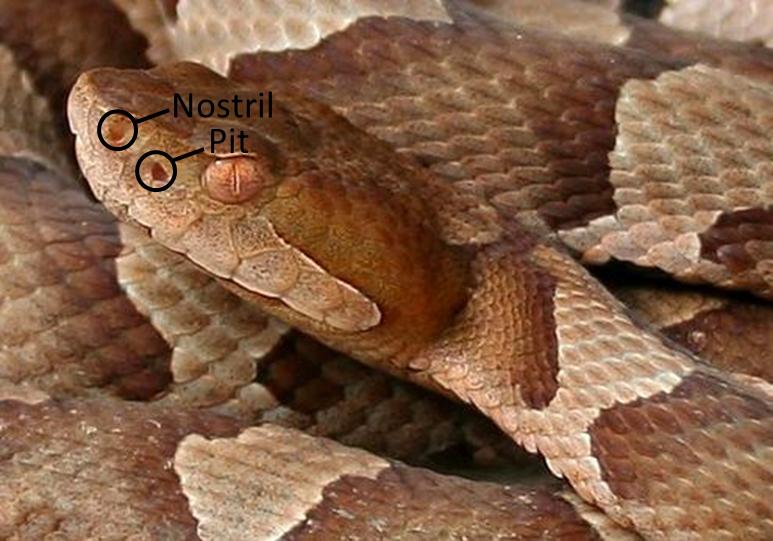 copperhead snake pits